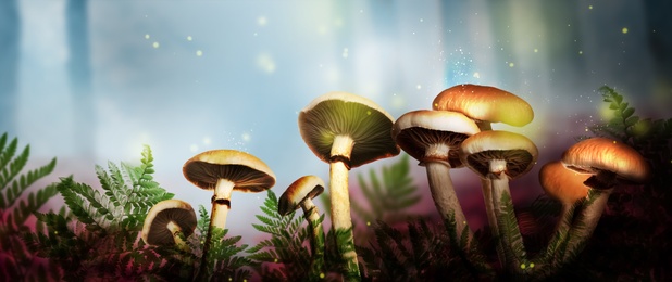 Fantasy world. Mushrooms with magic lights in enchanted forest, banner design 