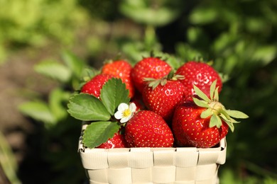 Photo of Basket of ripe strawberries in field on sunny day, closeup
