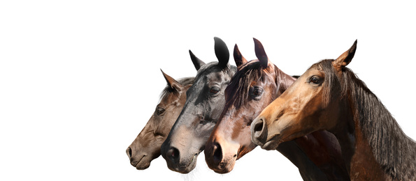 Beautiful pet horses on white background, closeup view. Banner design