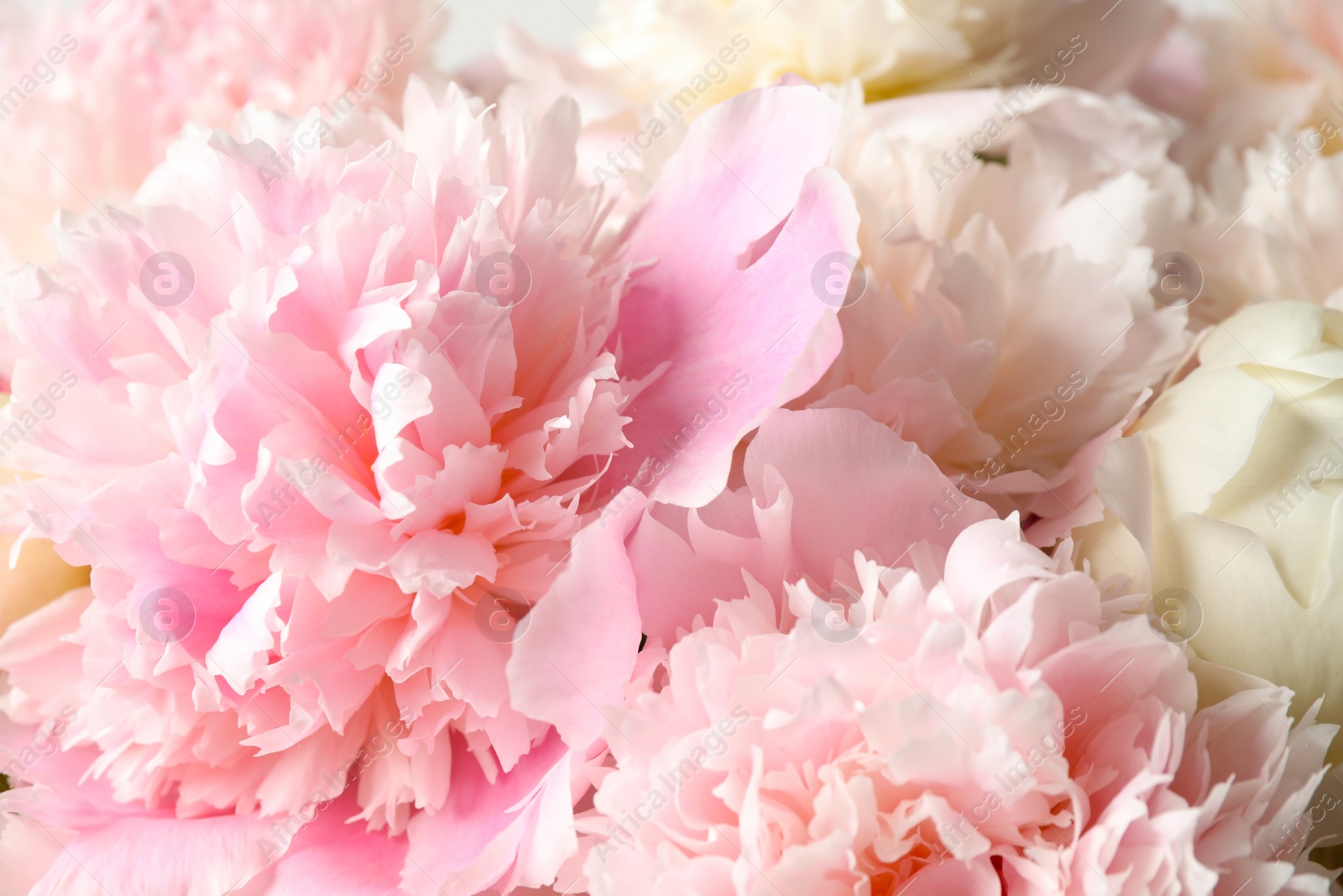 Photo of Beautiful peony bouquet as background, closeup view