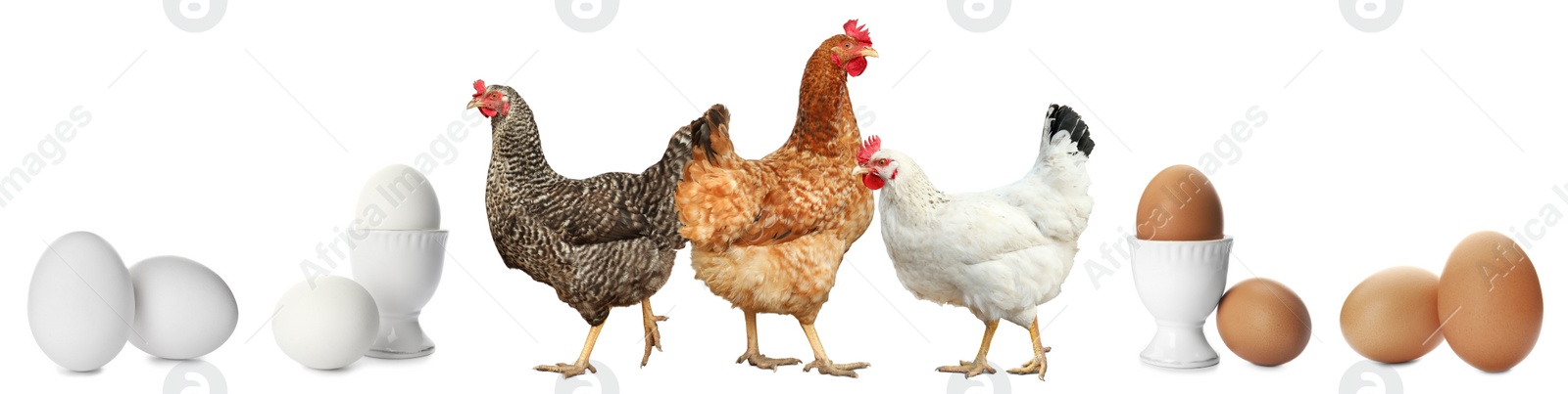 Image of Collage with chickens and eggs on white background. Banner design