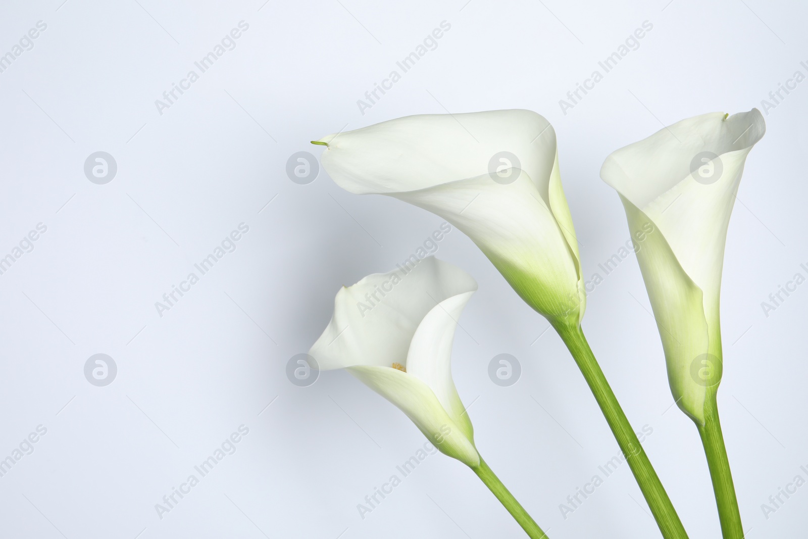 Photo of Beautiful calla lily flowers on white background. Space for text