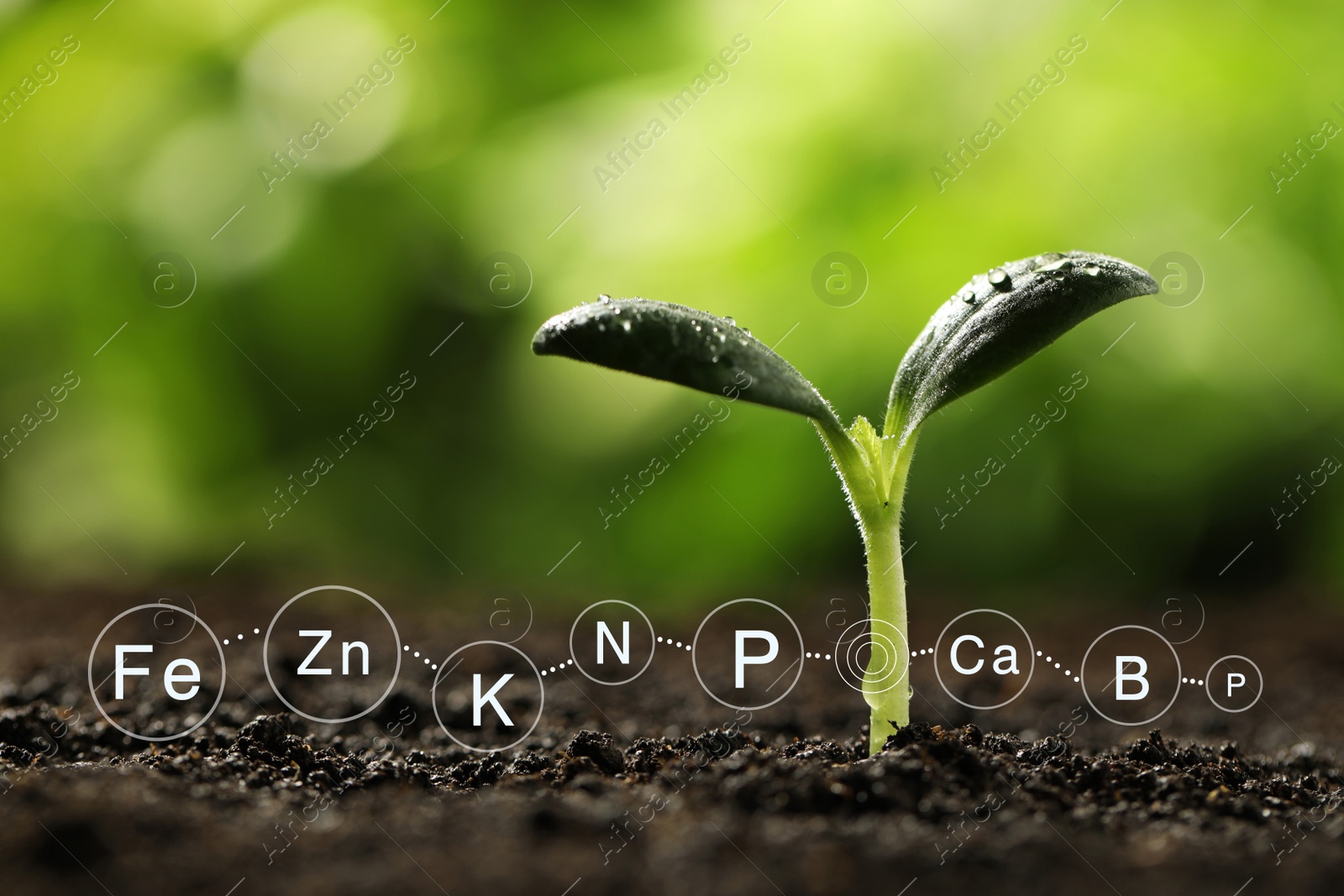 Image of Mineral fertilizer. Young seedling growing in soil, closeup