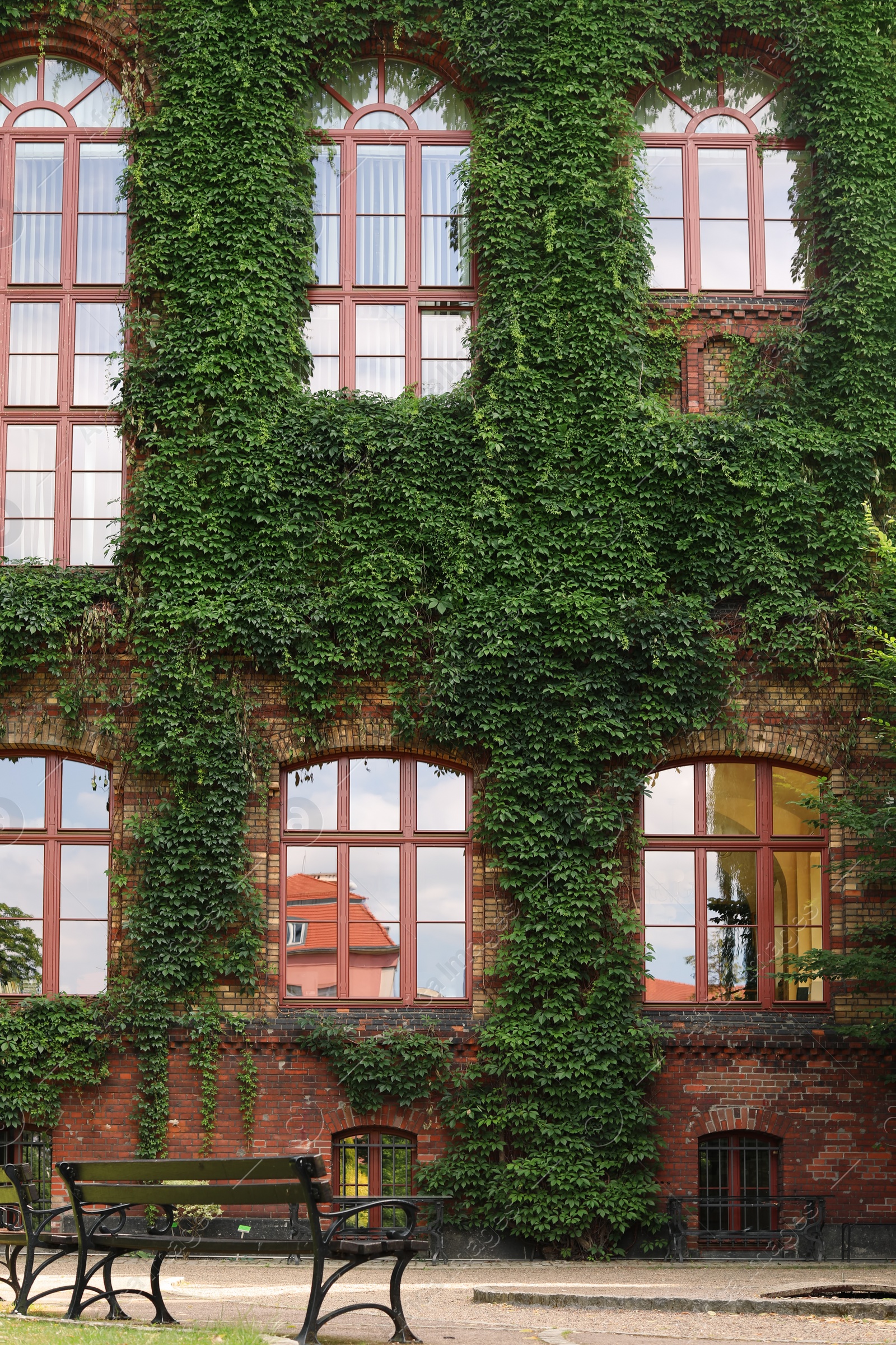 Photo of Wooden benches near brick building covered with vine plant