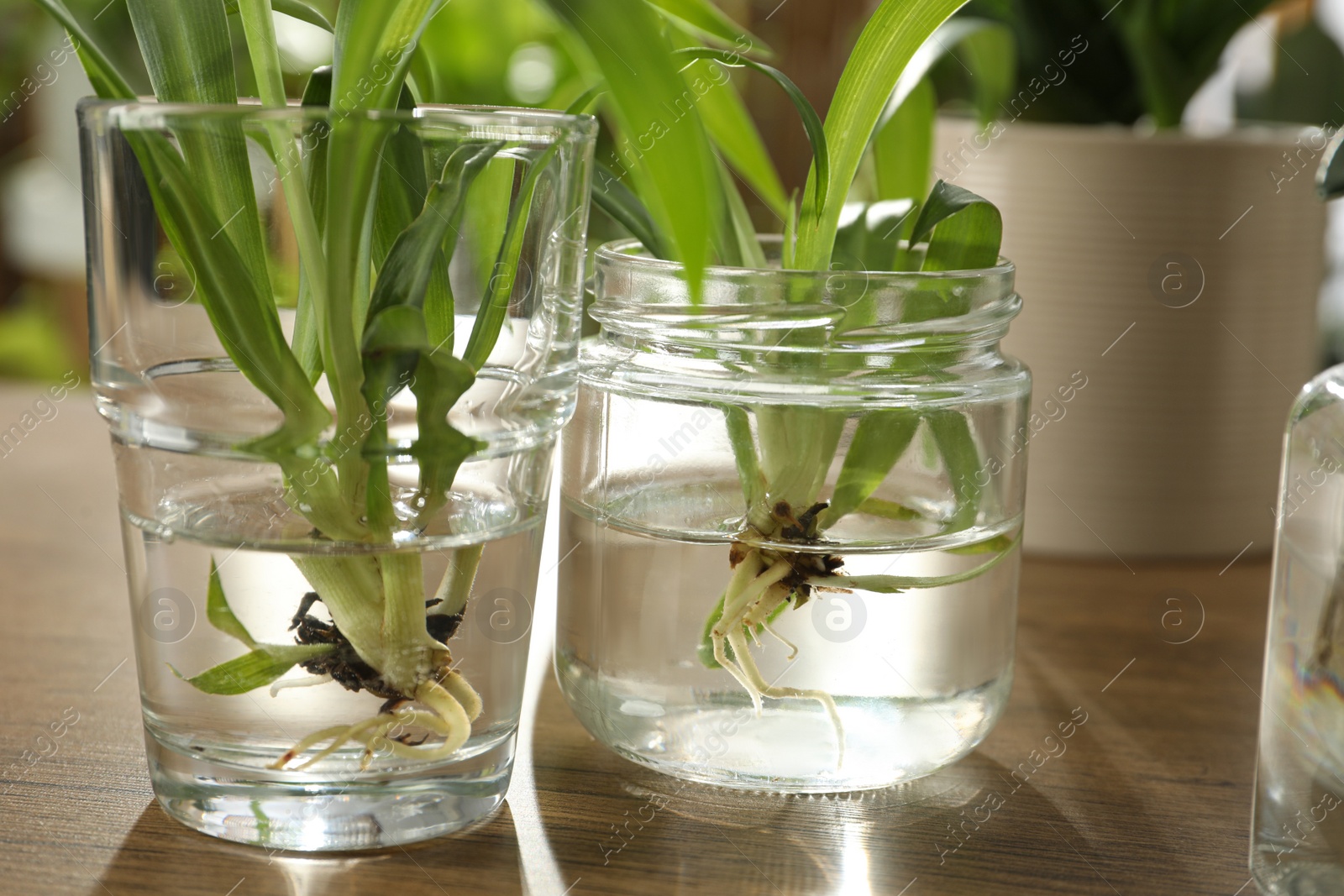 Photo of Exotic house plants in water on wooden table, closeup