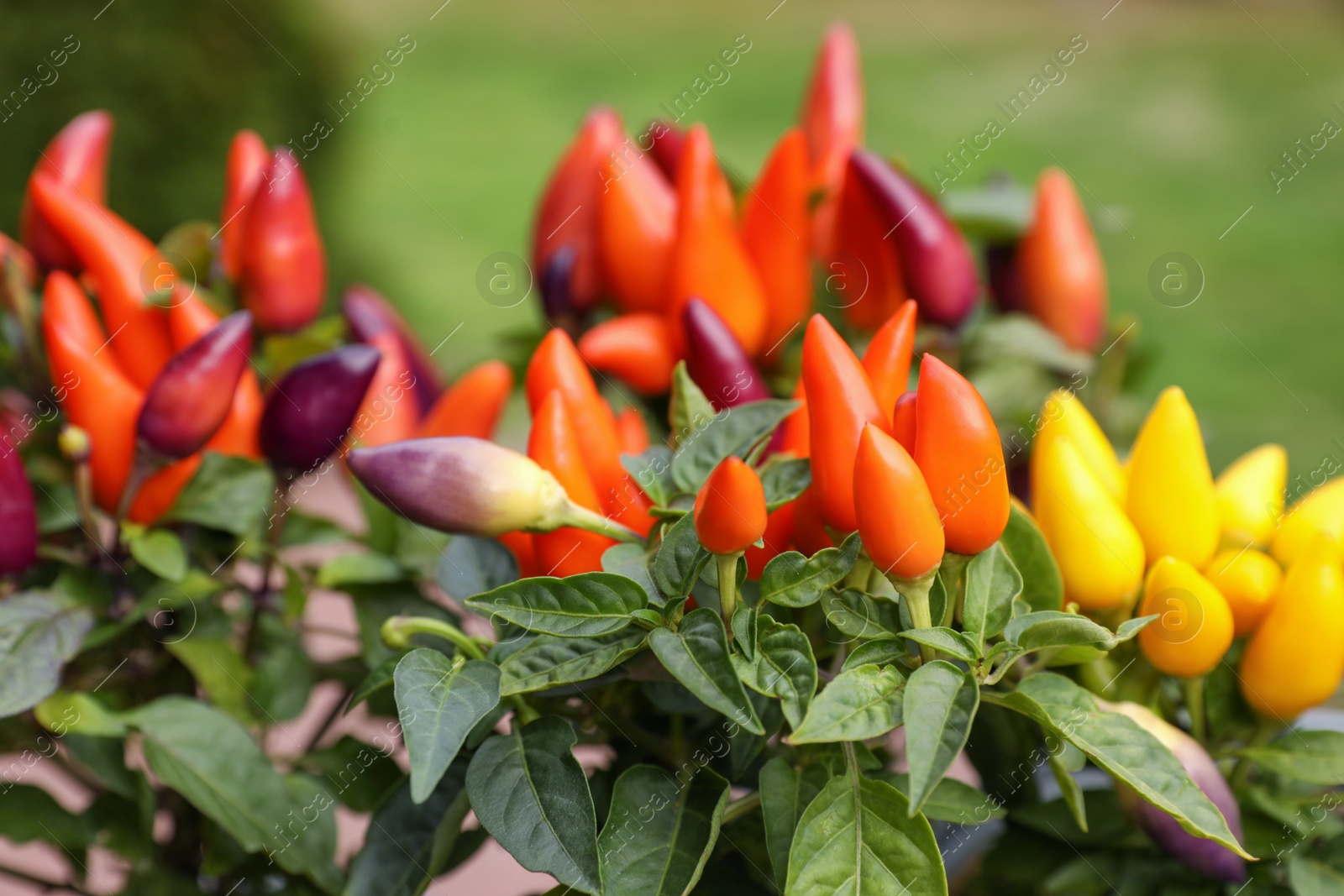 Photo of Capsicum Annuum plants. Potted rainbow multicolor chili peppers outdoors against blurred background, closeup