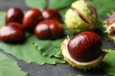 Photo of Horse chestnut in husk and leaves on grey table, closeup