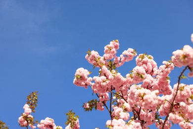 Beautiful blossoming sakura tree with pink flowers against blue sky, space for text. Spring season