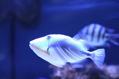 Photo of Beautiful picassofish swimming in clear aquarium water