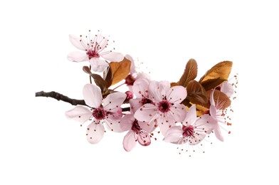 Cherry tree branch with beautiful pink blossoms isolated on white