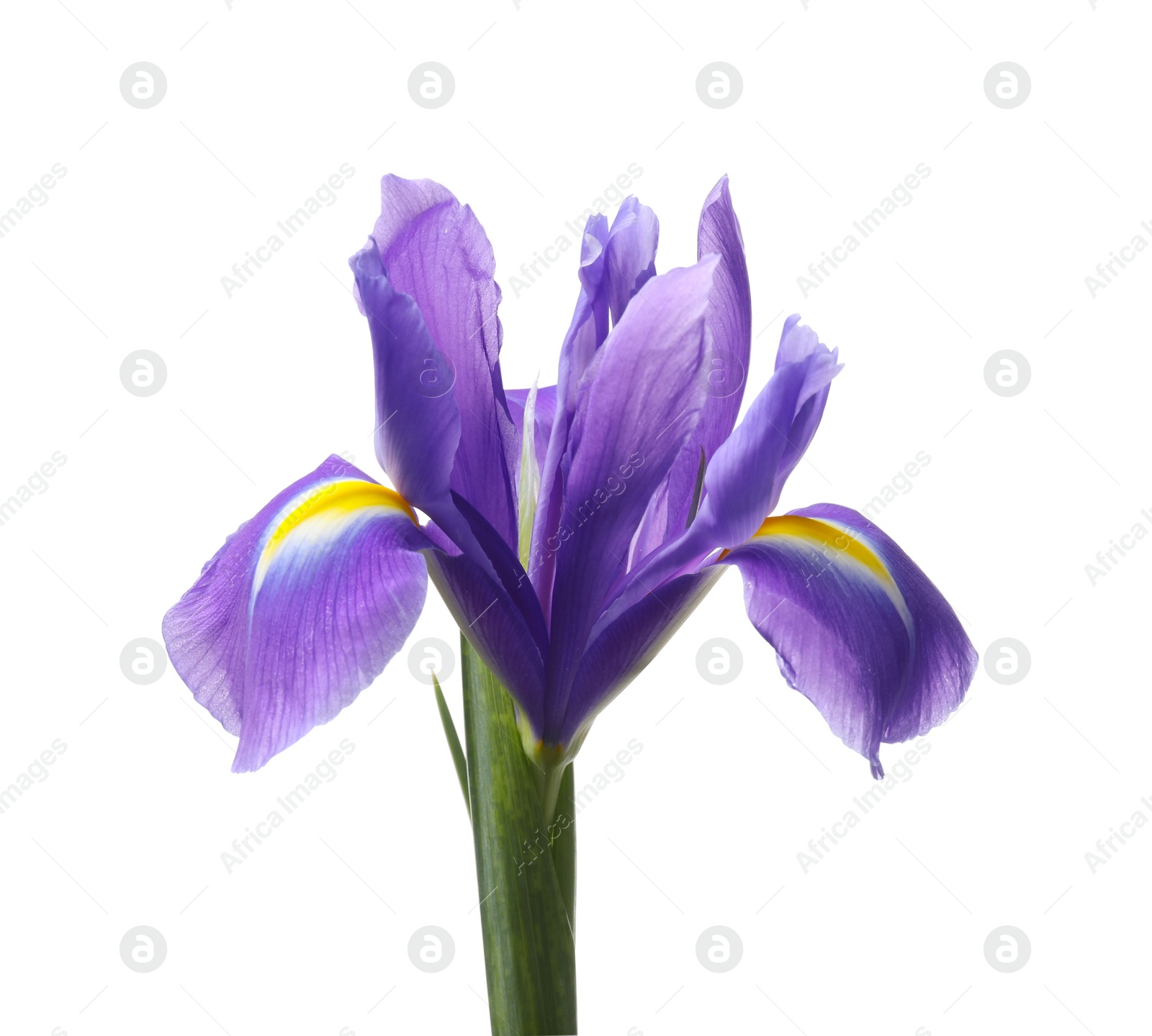 Photo of Beautiful violet iris flower isolated on white