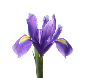 Photo of Beautiful violet iris flower isolated on white