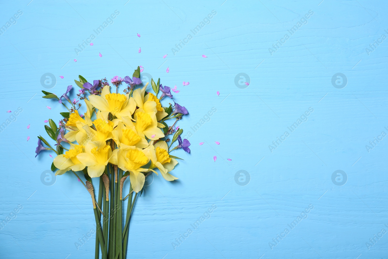 Photo of Bouquet of beautiful yellow daffodils and periwinkle flowers on light blue wooden table, top view. Space for text