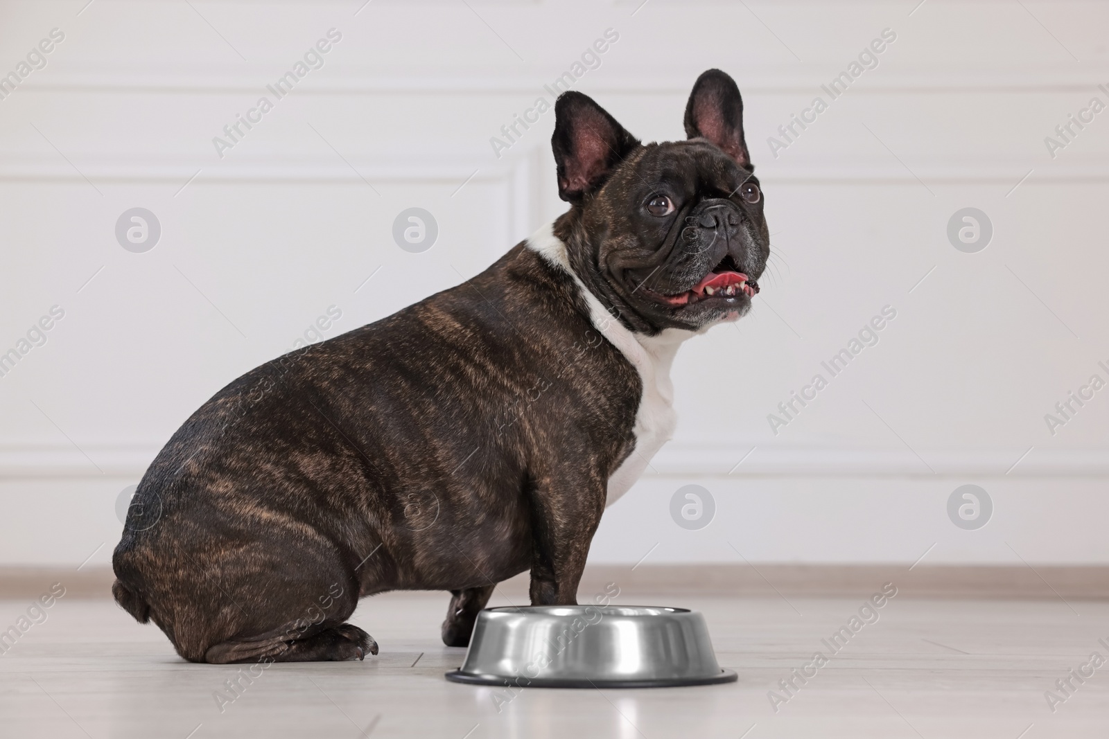 Photo of Adorable French Bulldog near bowl indoors. Lovely pet