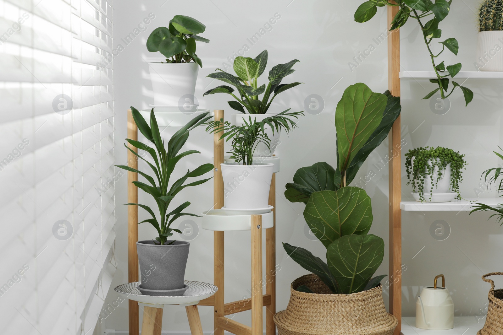 Photo of Beautiful plants in pots indoors. House decor