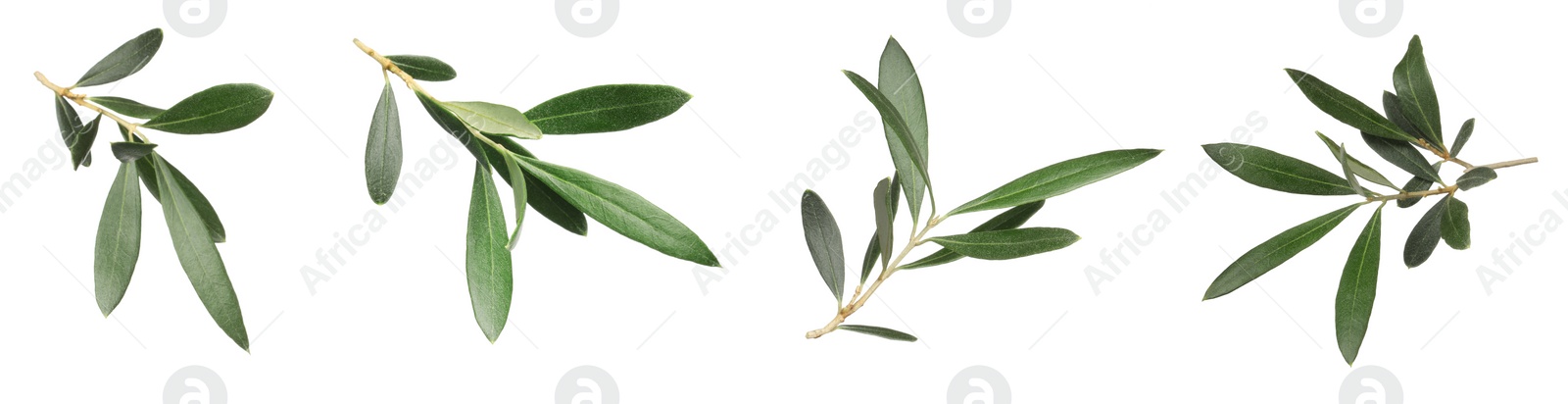 Image of Set with fresh green olive leaves on white background. Banner design