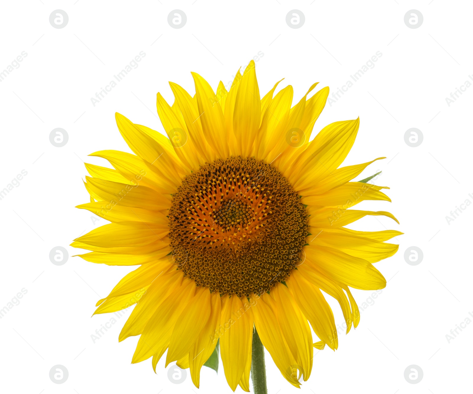 Photo of Beautiful bright blooming sunflower isolated on white