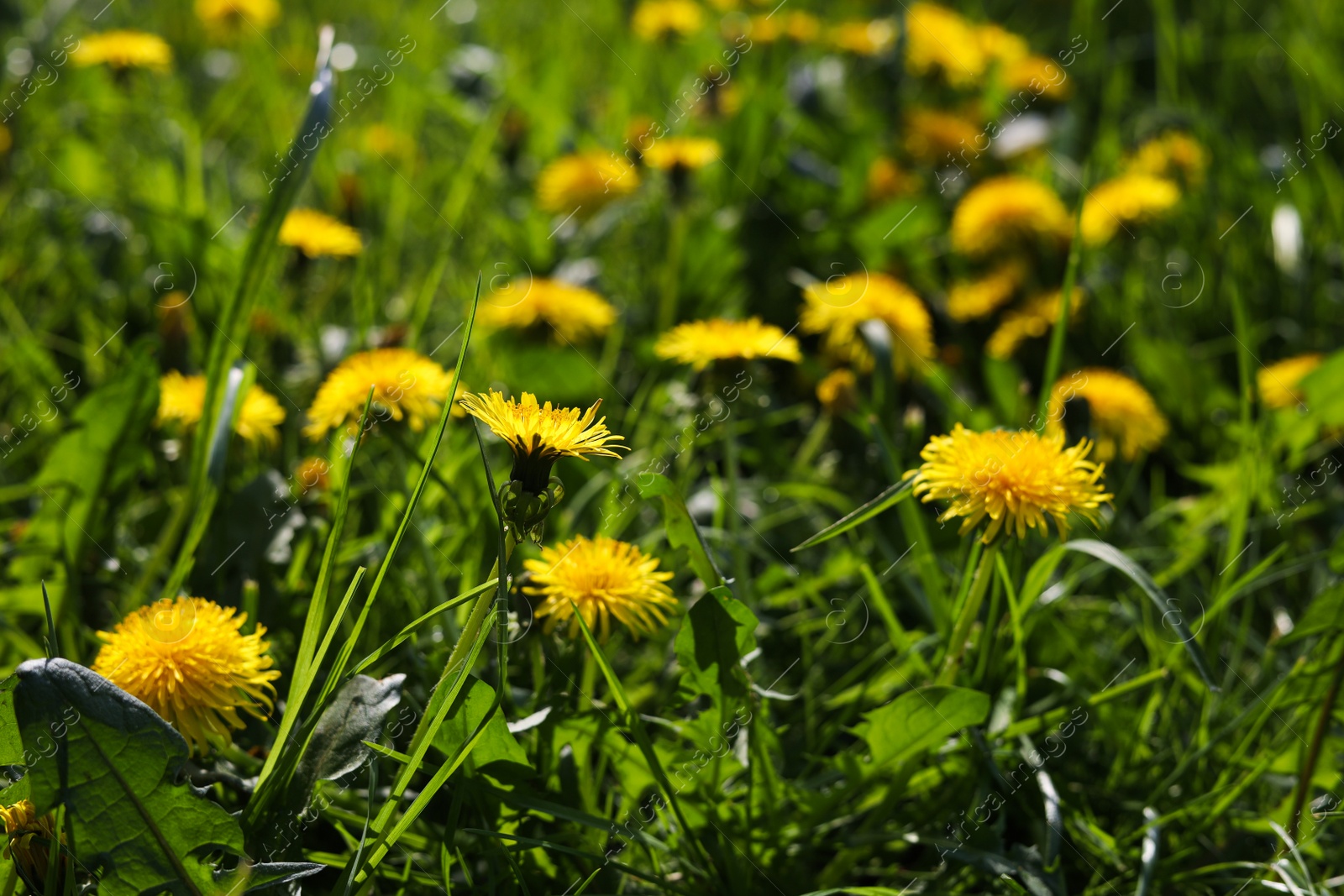 Photo of Beautiful bright yellow dandelions in green grass on sunny day, closeup