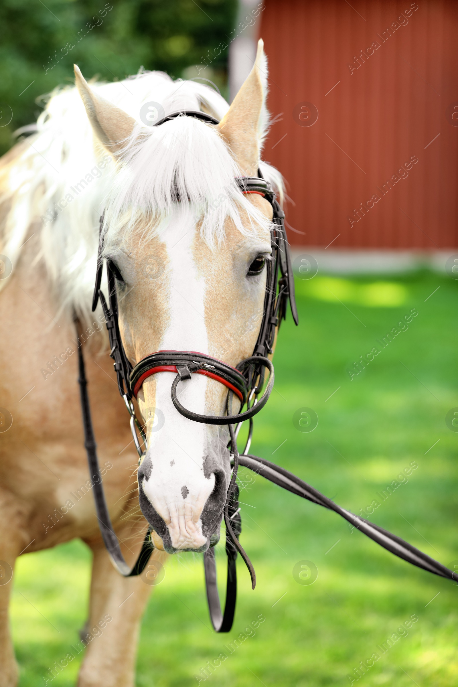 Photo of Palomino horse in bridle outdoors on sunny day