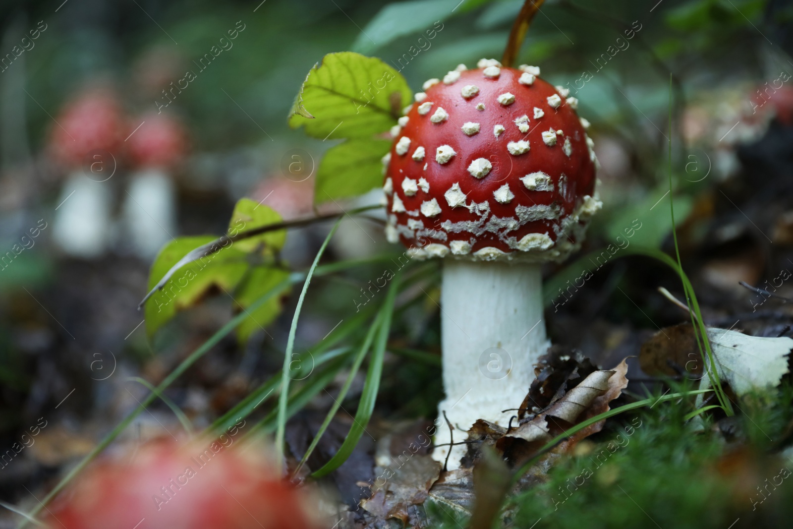 Photo of Fresh wild mushroom growing in forest, closeup. Space for text