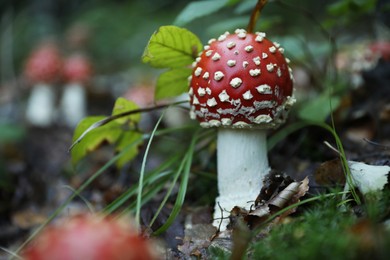 Fresh wild mushroom growing in forest, closeup. Space for text