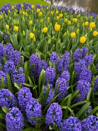 Photo of Beautiful blue hyacinth and tulip flowers growing outdoors