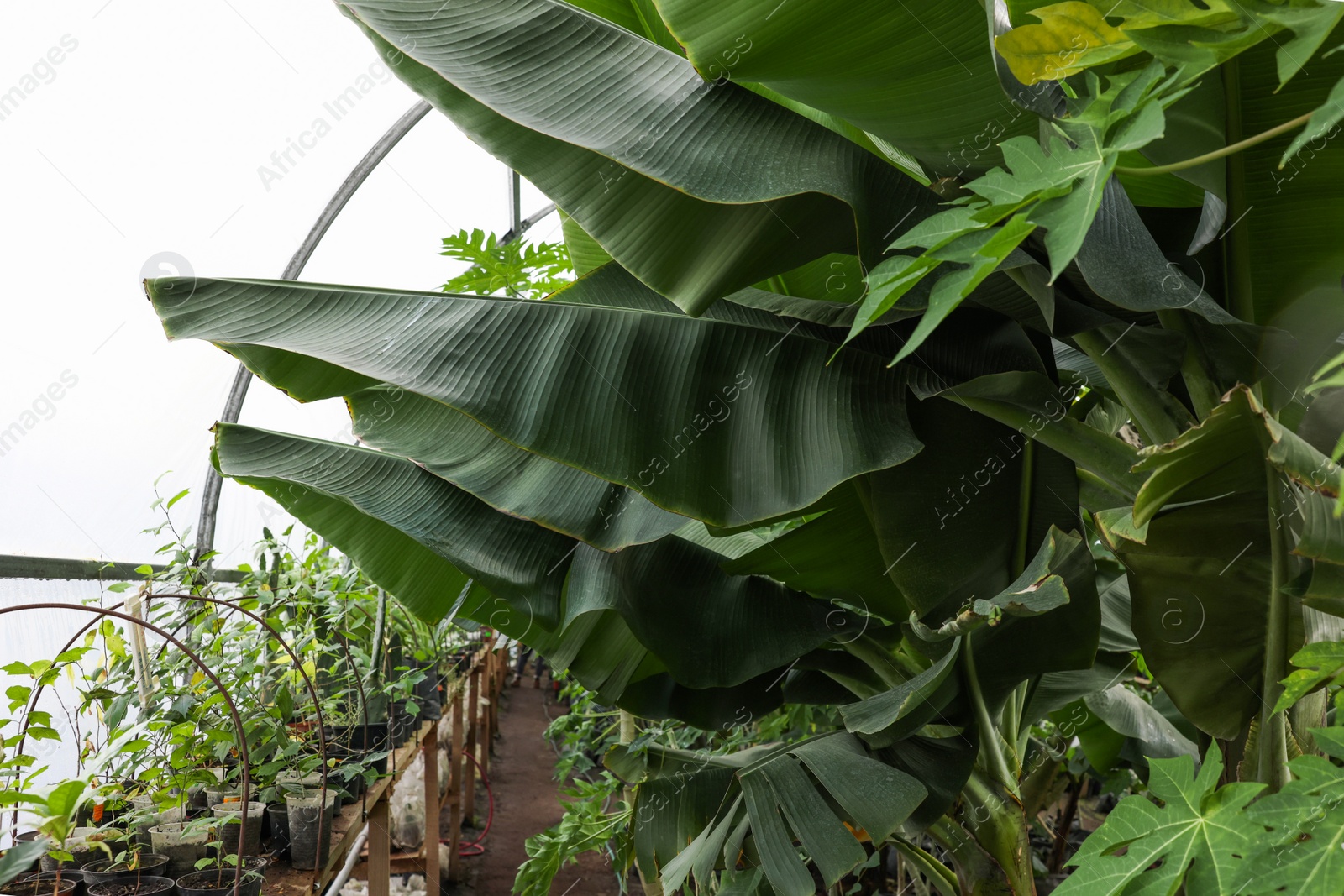 Photo of Many different beautiful plants growing in greenhouse