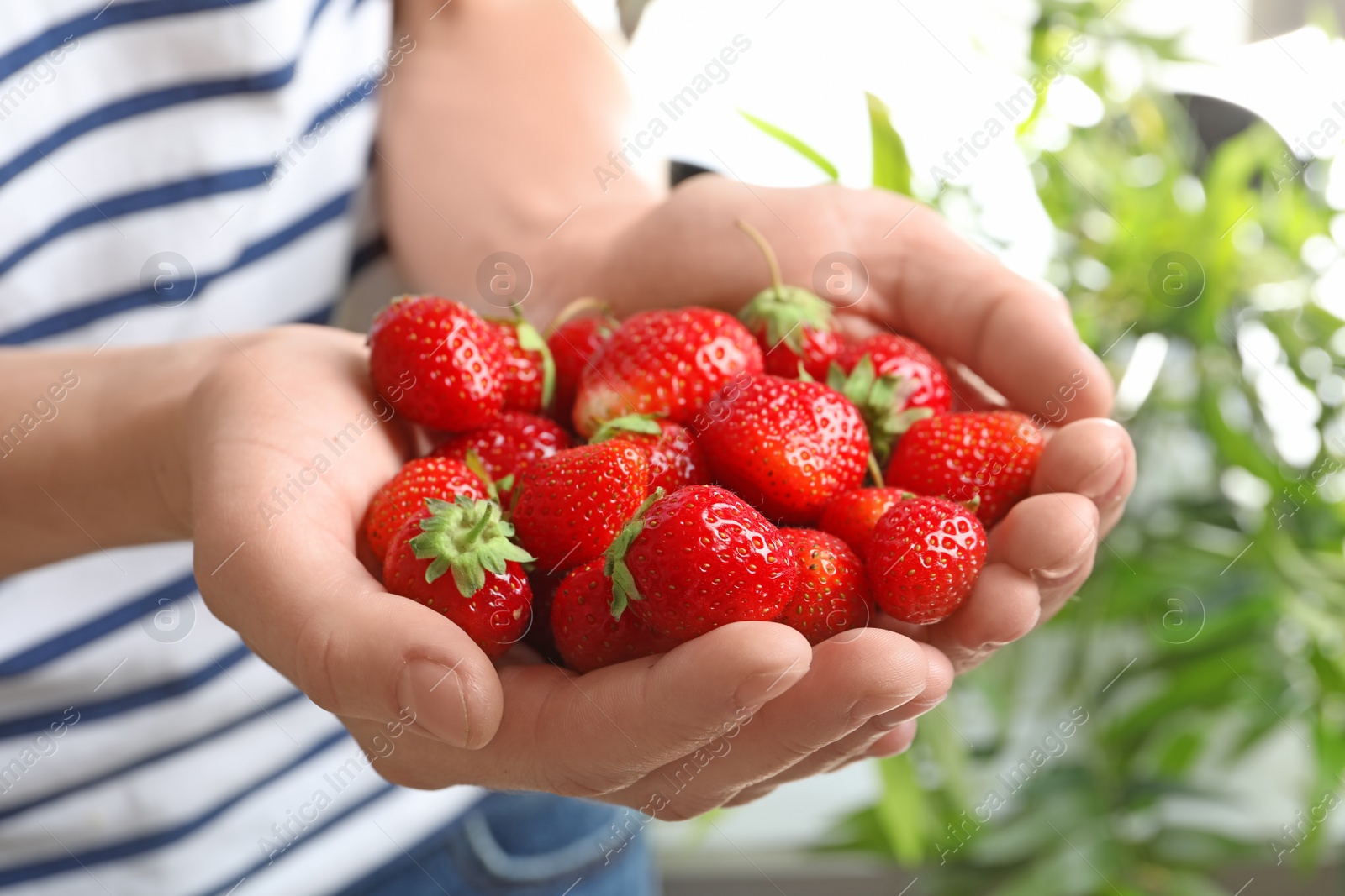 Photo of Woman holding ripe strawberries on blurred background, closeup