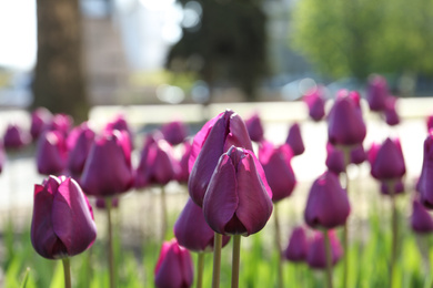 Photo of Beautiful blooming tulips outdoors on sunny day