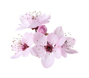 Beautiful spring tree blossoms isolated on white