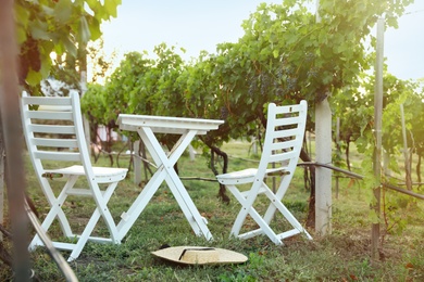 White table and chairs in vineyard with ripe grapes