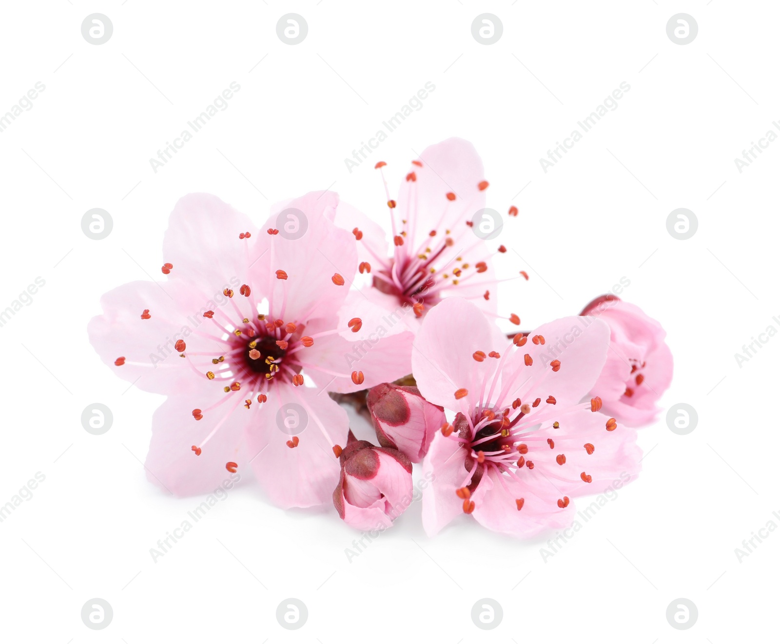 Photo of Beautiful pink cherry tree blossoms isolated on white