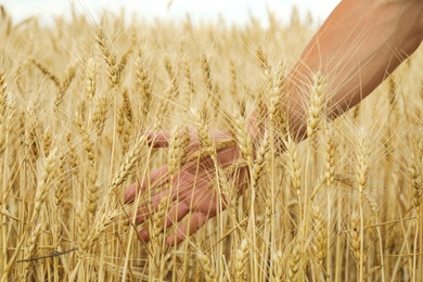 Photo of Agronomist in grain field, closeup. Cereal farming