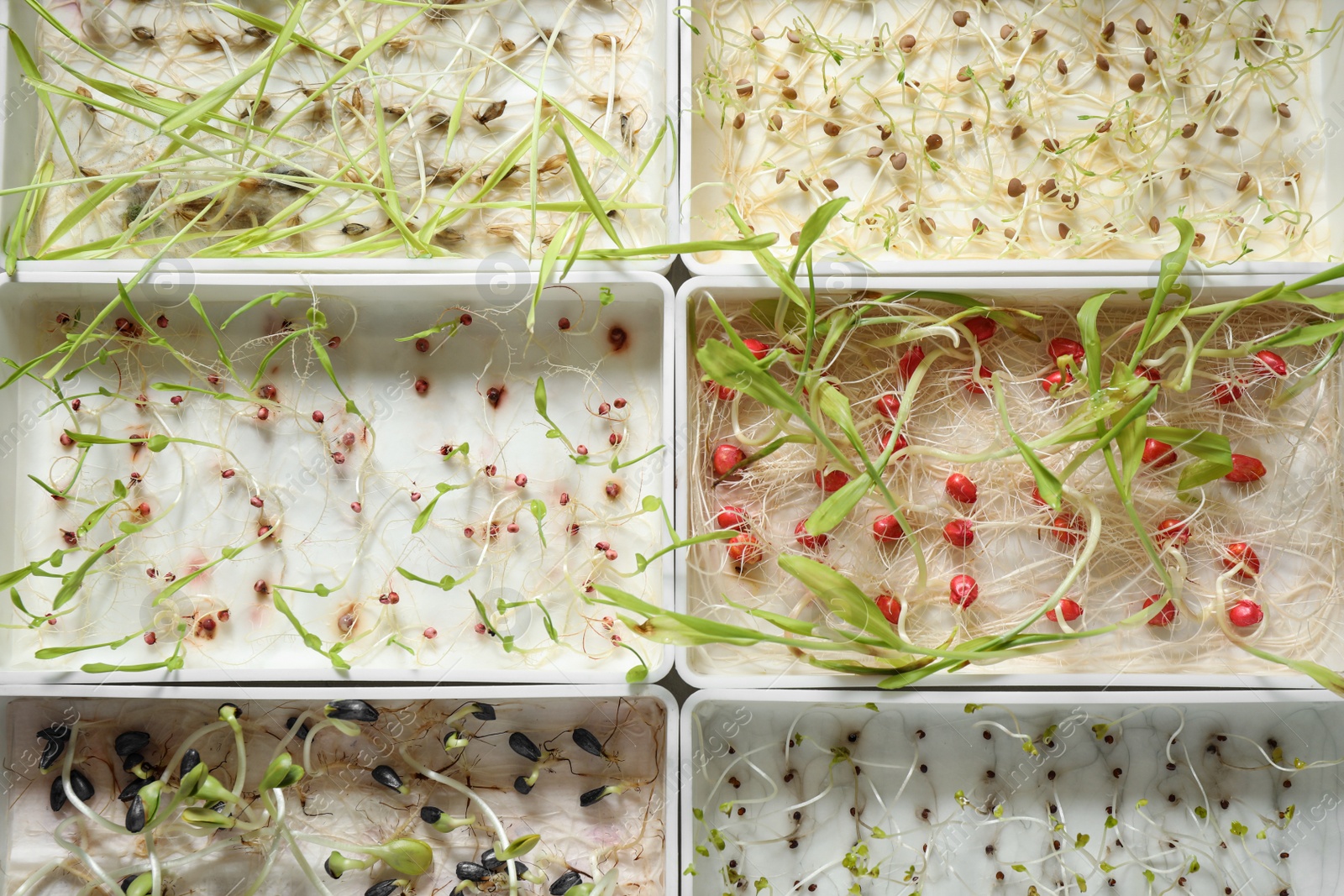 Photo of Containers with sprouted seeds, top view. Laboratory research
