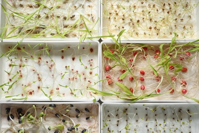 Photo of Containers with sprouted seeds, top view. Laboratory research