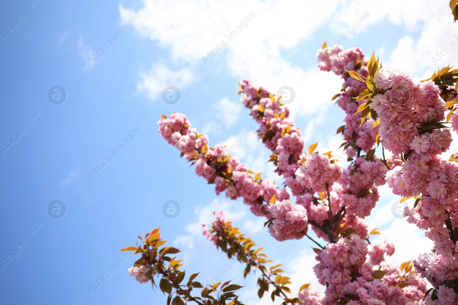 Photo of Closeup view of blossoming pink sakura tree outdoors