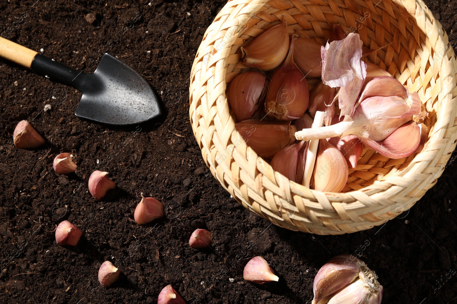 Photo of Garlic cloves, wicker bowl and shovel on fertile soil, flat lay. Vegetable planting