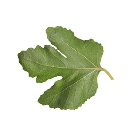 Photo of Fresh green fig leaf isolated on white