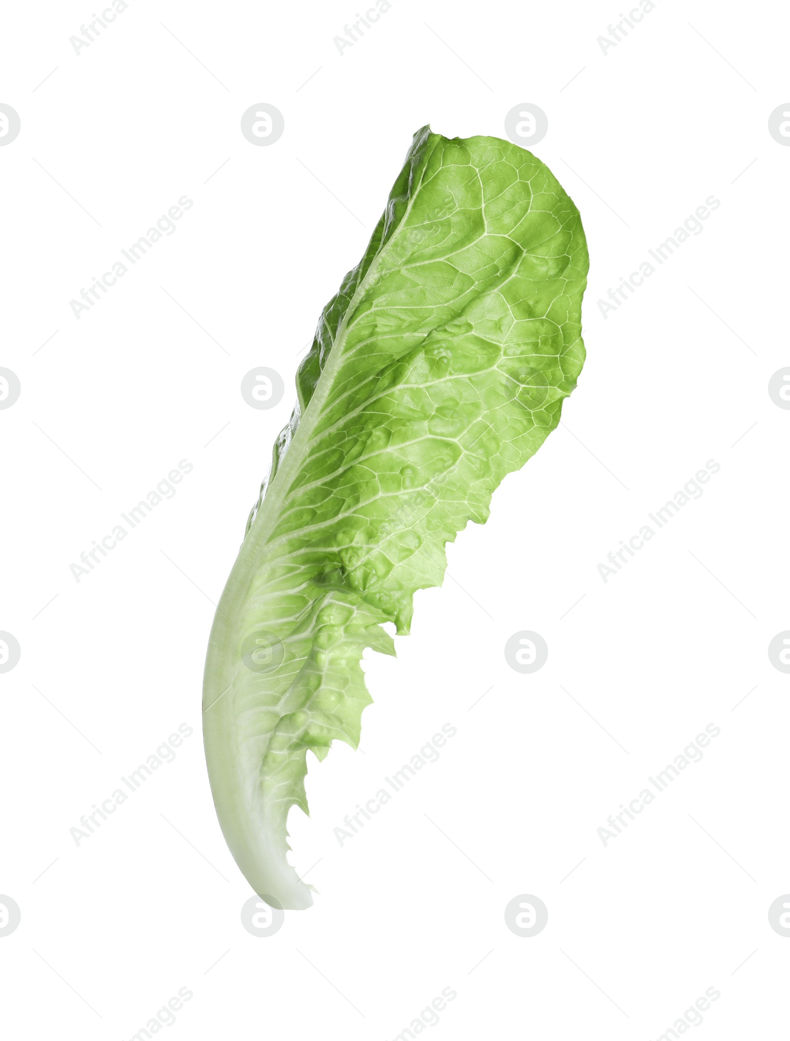 Photo of Fresh leaf of green romaine lettuce isolated on white