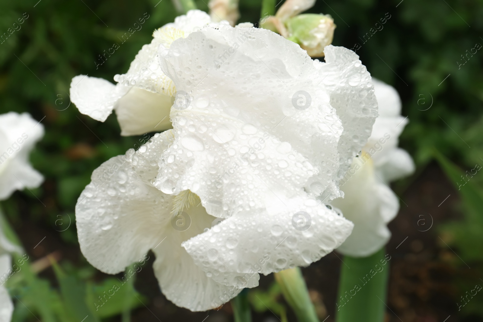 Photo of Beautiful white iris flower with dew drops outdoors, closeup