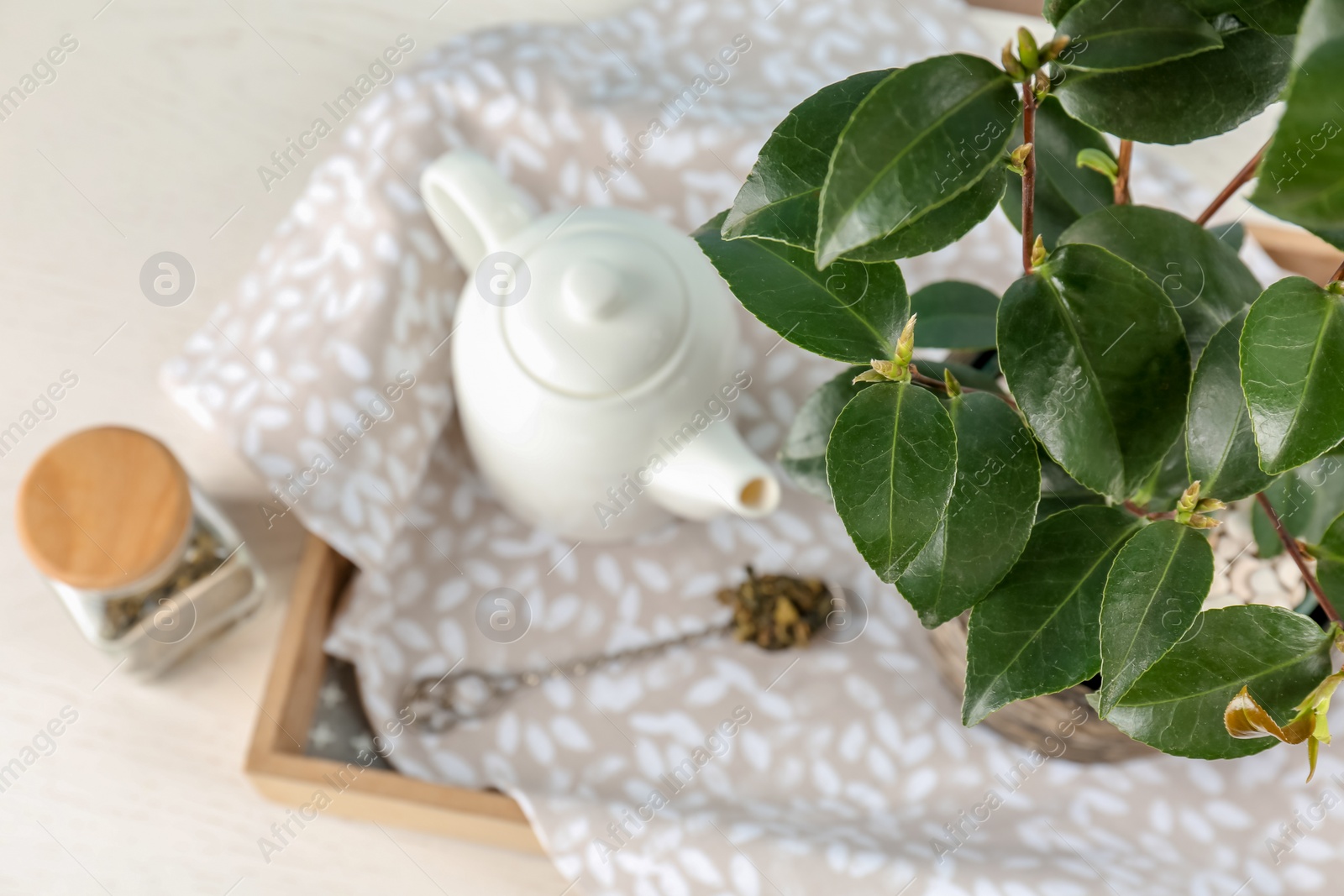 Photo of Tea shrub near ceramic pot on tray, top view