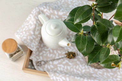 Tea shrub near ceramic pot on tray, top view