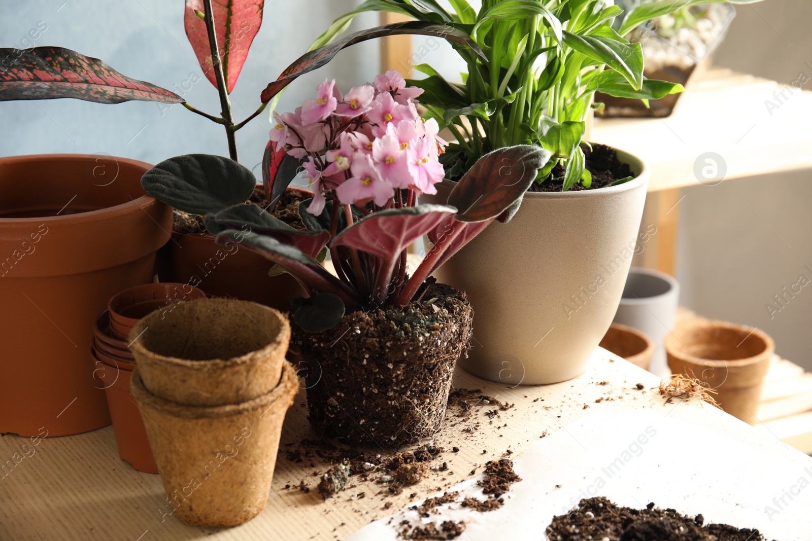 Photo of Home plants and empty pots on table. Transplantation process