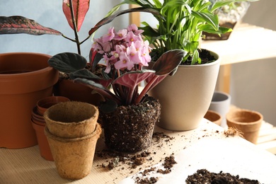 Photo of Home plants and empty pots on table. Transplantation process