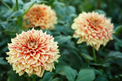 Beautiful blooming dahlia flowers in green garden