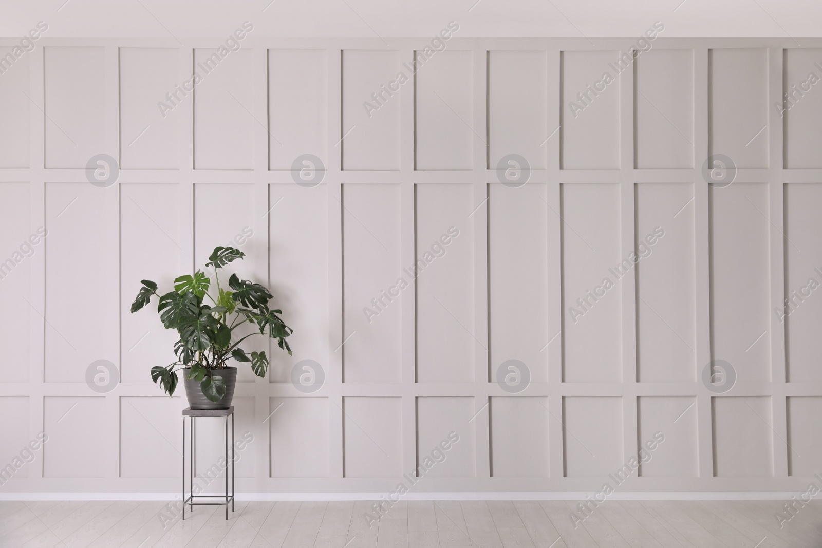 Photo of Green plant on stand near empty molding wall indoors, space for text