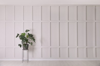 Green plant on stand near empty molding wall indoors, space for text