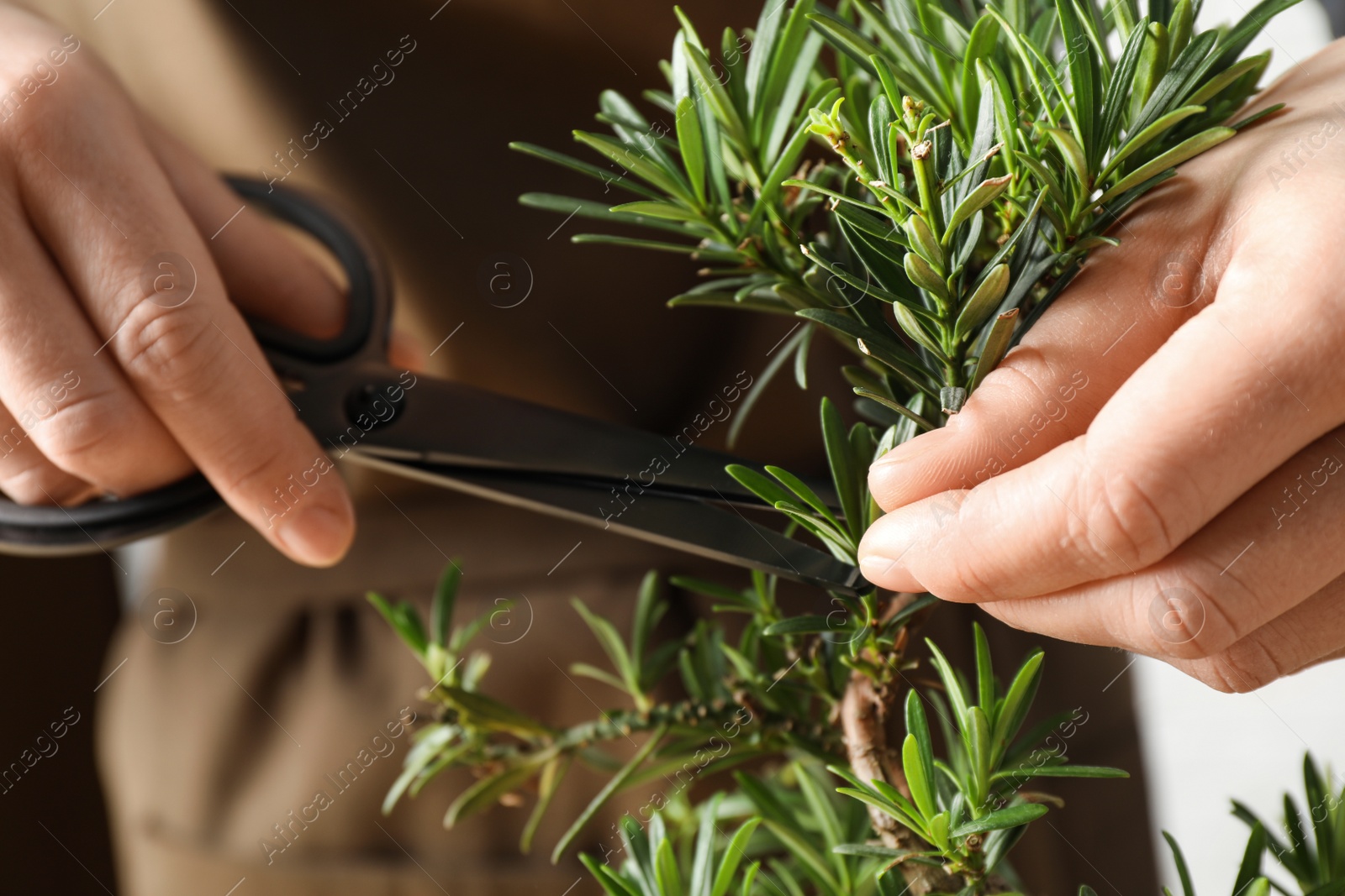 Photo of Woman trimming Japanese bonsai plant, closeup. Creating zen atmosphere at home