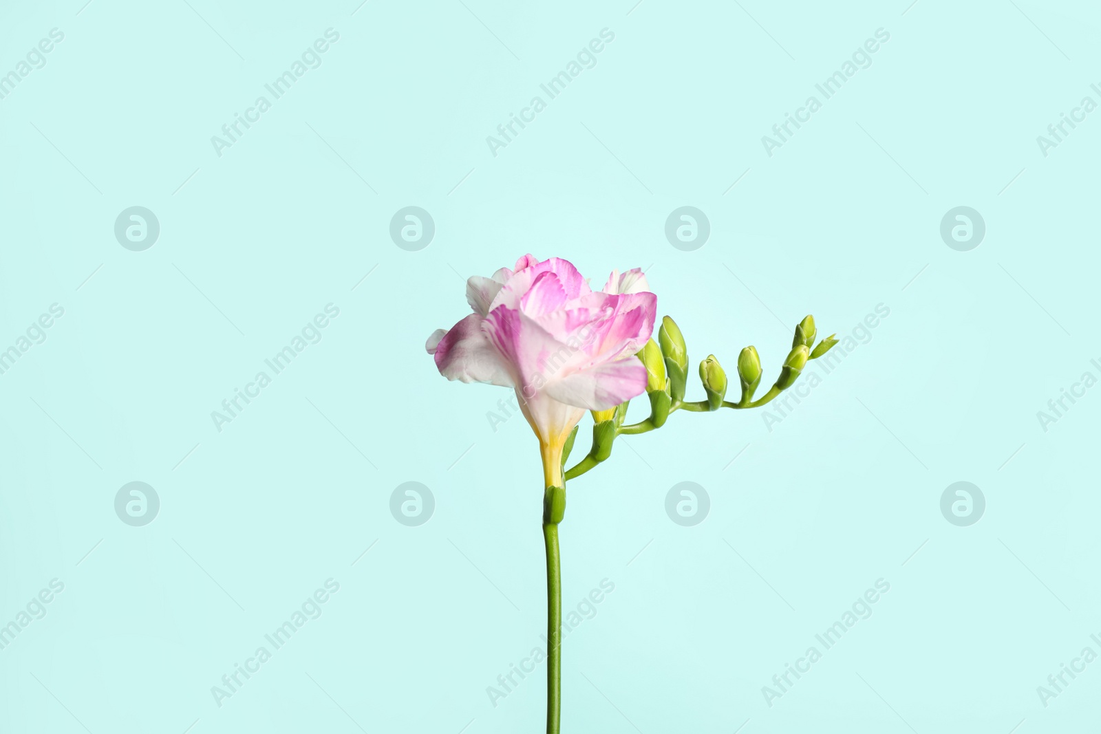 Photo of Beautiful blooming pink freesia on light blue background