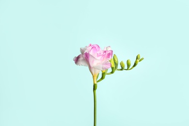 Photo of Beautiful blooming pink freesia on light blue background